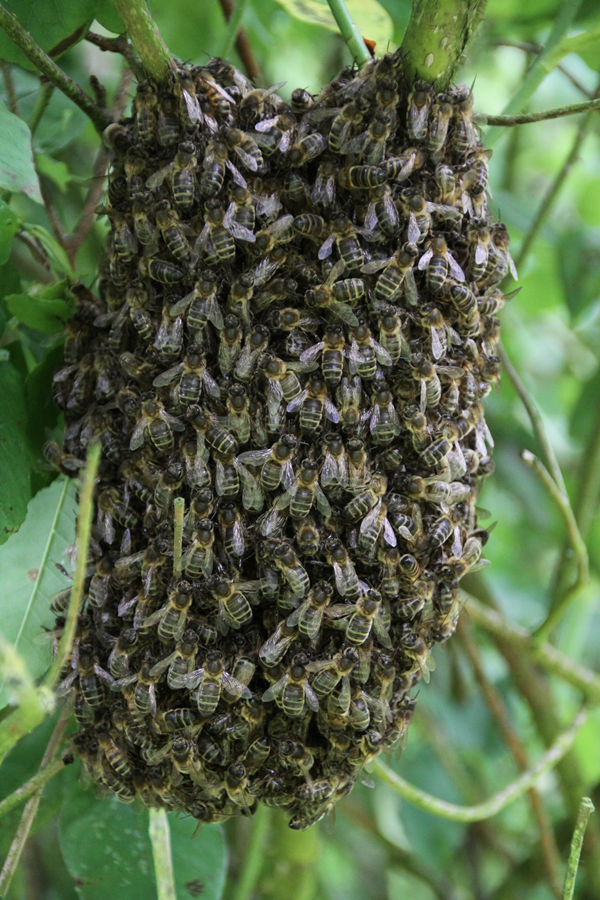 Bee swarm
