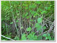 Knotweed Summer View