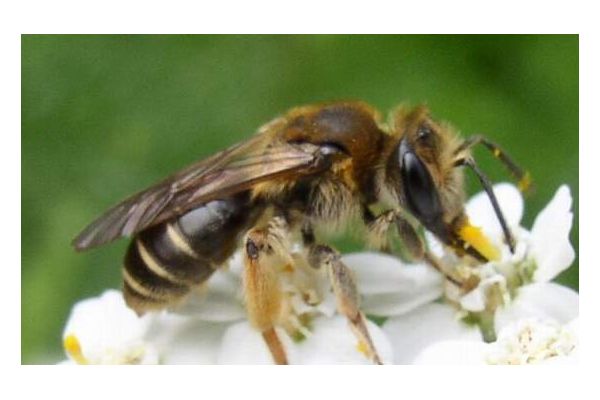 inverclyde council masonry bees inverclyde council masonry bees