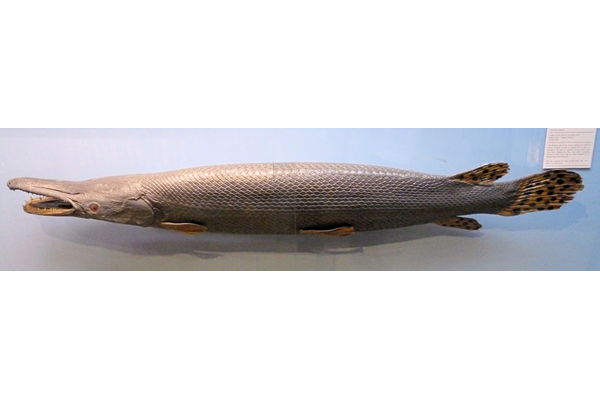 Atractosteus spatula (Alligator Gar). This specimen caught on rod and line 21 April 1935 at Panuco River, Tampico, Mexico by Robert Lyons Scott (1871-1939). - 2001.231 - © McLean Museum and Art Gallery, Greenock