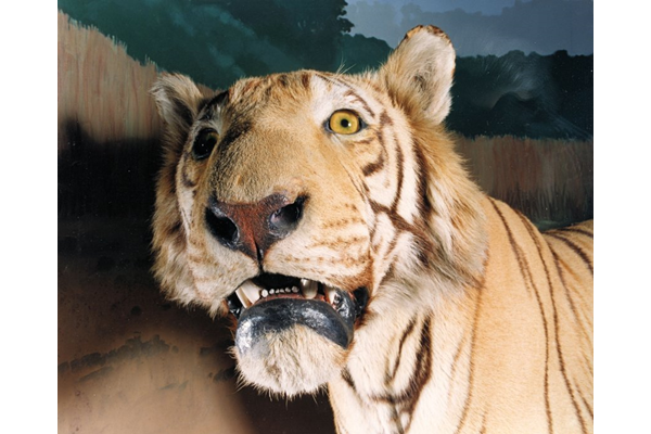 Panthera tigris tigris (Indian Tiger). This specimen was shot on 7.2.1928 at Supkar, Central Provinces, India by Robert Lyons Scott (1871-1928). - 2001.232 - © McLean Museum and Art Gallery, Greenock