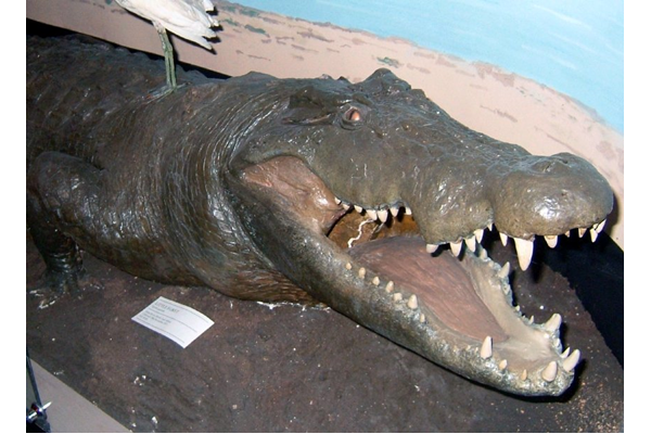 Crocodylus niloticus (Nile Crocodile). This specimen was shot on the 31.01.1920 at Shambe, White Nile, Sudan by Robert Lyons Scott (1871-1939). - 2001.233 - © McLean Museum and Art Gallery, Greenock