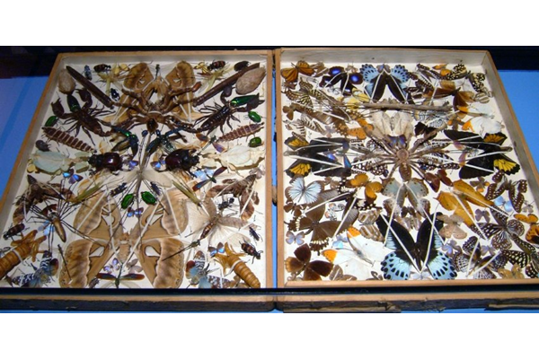 Late nineteenth / early twentieth century wooden hinged case containing specimens of beetles, butterflies, scorpions, moths and other insects mounted using tape and pins. - 2008.1 - © McLean Museum and Art Gallery, Greenock