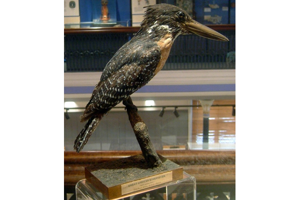Mounted male specimen of Megaceryle maxima (Giant Kingfisher) shot at the Thika River, Kenya on 16 November 1911 by Robert Lyons Scott (1871-1939). - A331 - © McLean Museum and Art Gallery, Greenock