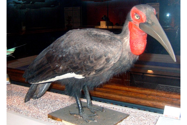 Mounted specimen of Bucorvus abyssinicus (Northern Ground Hornbill), formerly known as the Abyssinian Ground Hornbill, shot at Yatta Plains, Kenya on 23 November 1911 by Robert Lyons Scott ( 1871-1939). - A409 - © McLean Museum and Art Gallery, Greenock