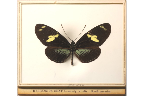 Heliconius doris (butterfly) - BU242 - © McLean Museum and Art Gallery, Greenock