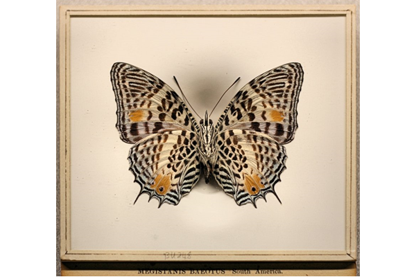 Baeotus baeotus (butterfly) - BU248 - © McLean Museum and Art Gallery, Greenock