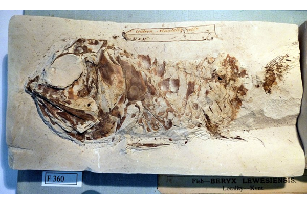 Beryx lewesiensis. Fossil fish Beryx lewesiensis in chalk rectangular paper label affixed to top with 'Mr Gideon Mantell's Coll' written in ink and 'Mus M & M' printed below. This specimen was previously part of the collection of Gideon Algernon Mantell (1790-1852). - F360 - © McLean Museum and Art Gallery, Greenock