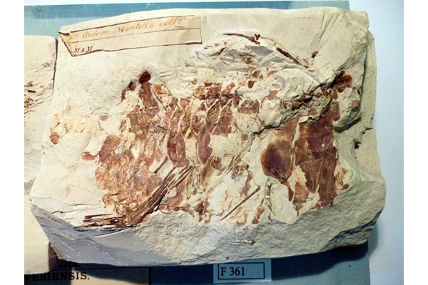 Fossil fish Beryx lewesiensis in chalk with rectangular paper label affixed to top with 'Mr Gideon Mantell's Coll' written in ink and 'Mus M & M' printed below. Printed label states species is Beryx lewesiensis from Kent, Upper Cretaceous, Upper Chalk. This specimen was previously part of the collection of Gideon Algernon Mantell (1790-1852). - F361 - © McLean Museum and Art Gallery, Greenock