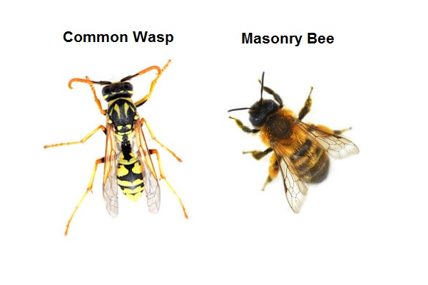 Masonry Bee and Common Wasp