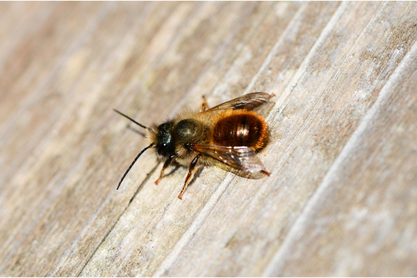 Masonry Bee